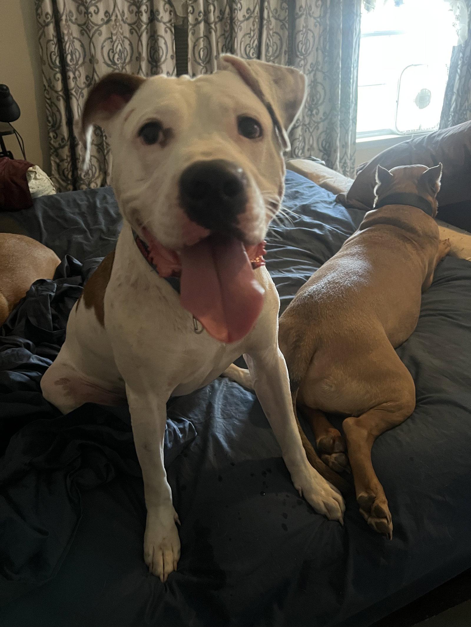 Gucci, Adoptable, Adult Male Terrier.