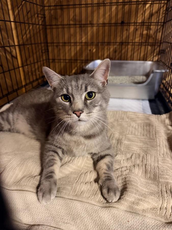 Enlarge Sheldon, a Adoptable Domestic Short Hair in Romney, WV image 1/1