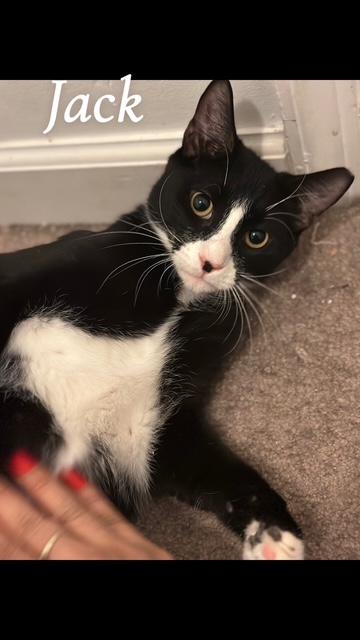 Jack, Adoptable, Young Male Domestic Short Hair.