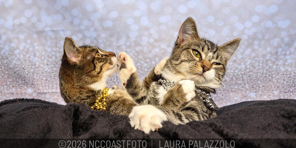 Tabitha, Adoptable, Kitten Female Domestic Short Hair & Tabby.