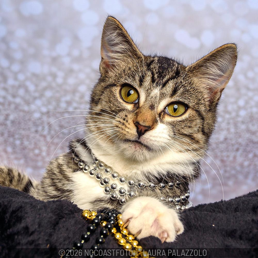 Enlarge Tabitha, a Adoptable mixed breed in Emerald Isle, NC image 2/3