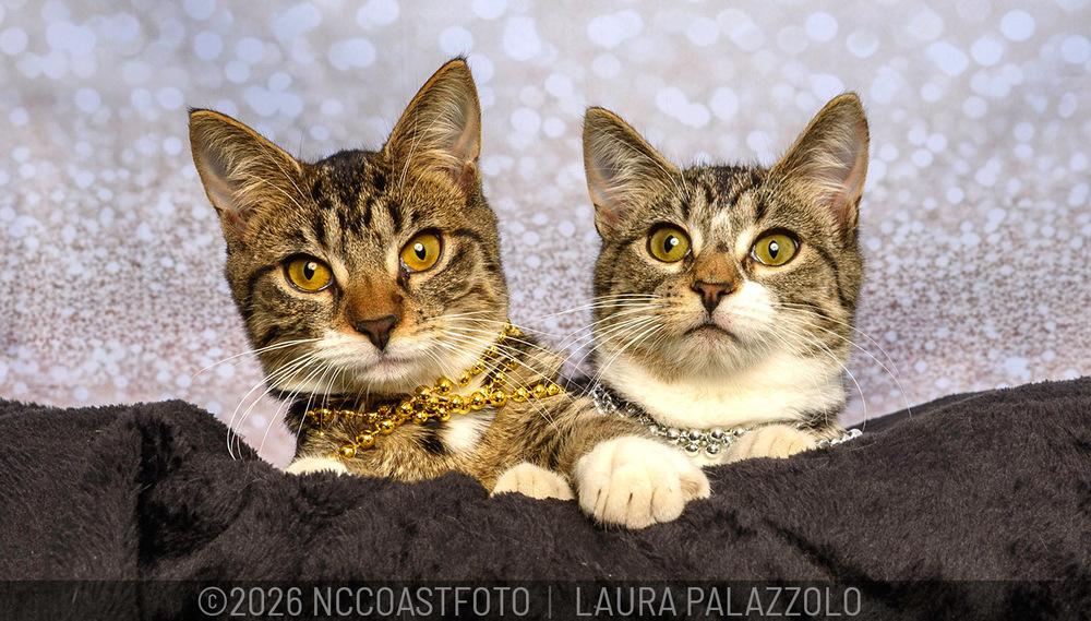 Enlarge Tabitha, a Adoptable mixed breed in Emerald Isle, NC image 3/3