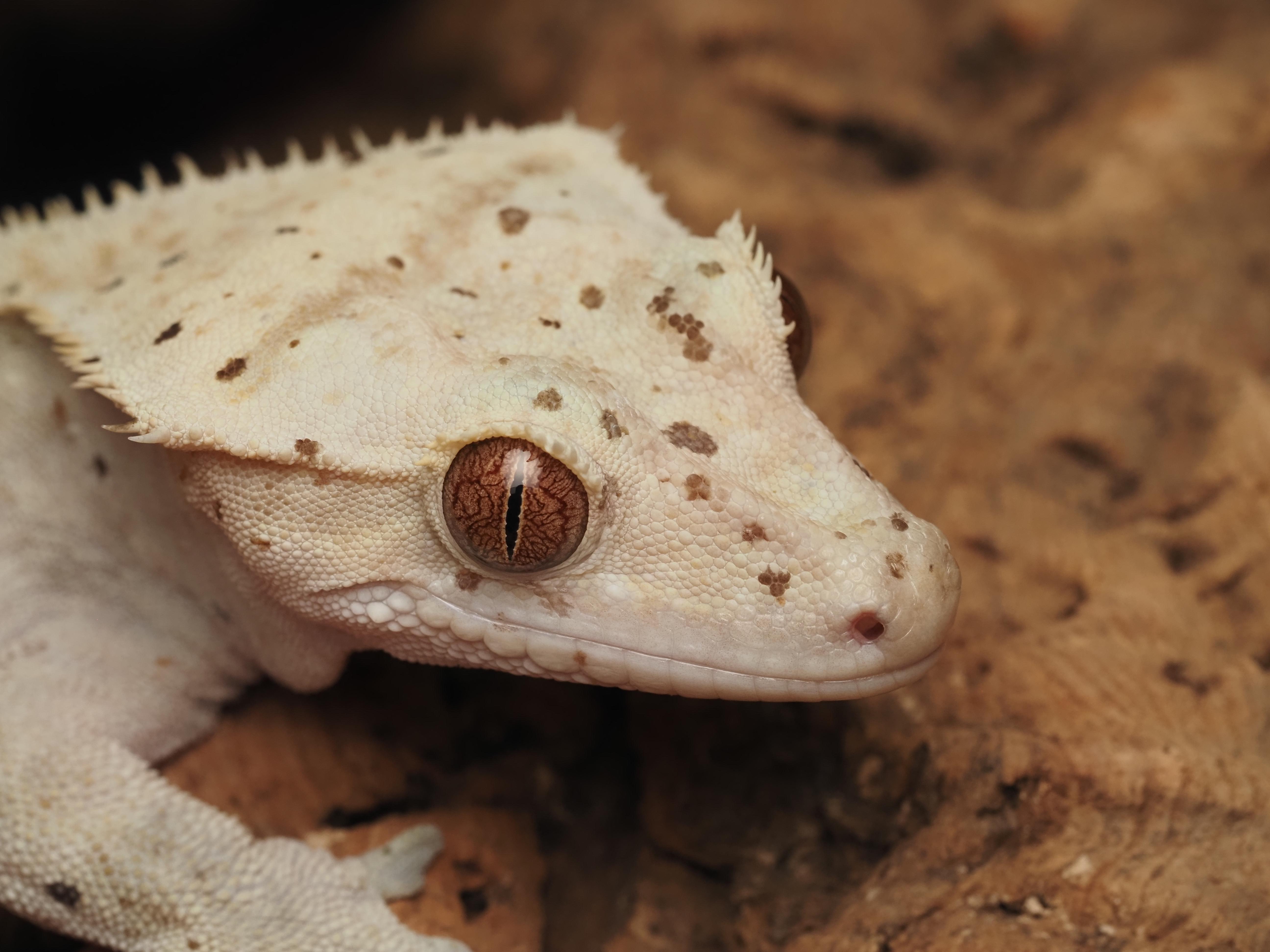 Cliff the Crested Gecko, an adopted Gecko in Tacoma, WA image 1/2