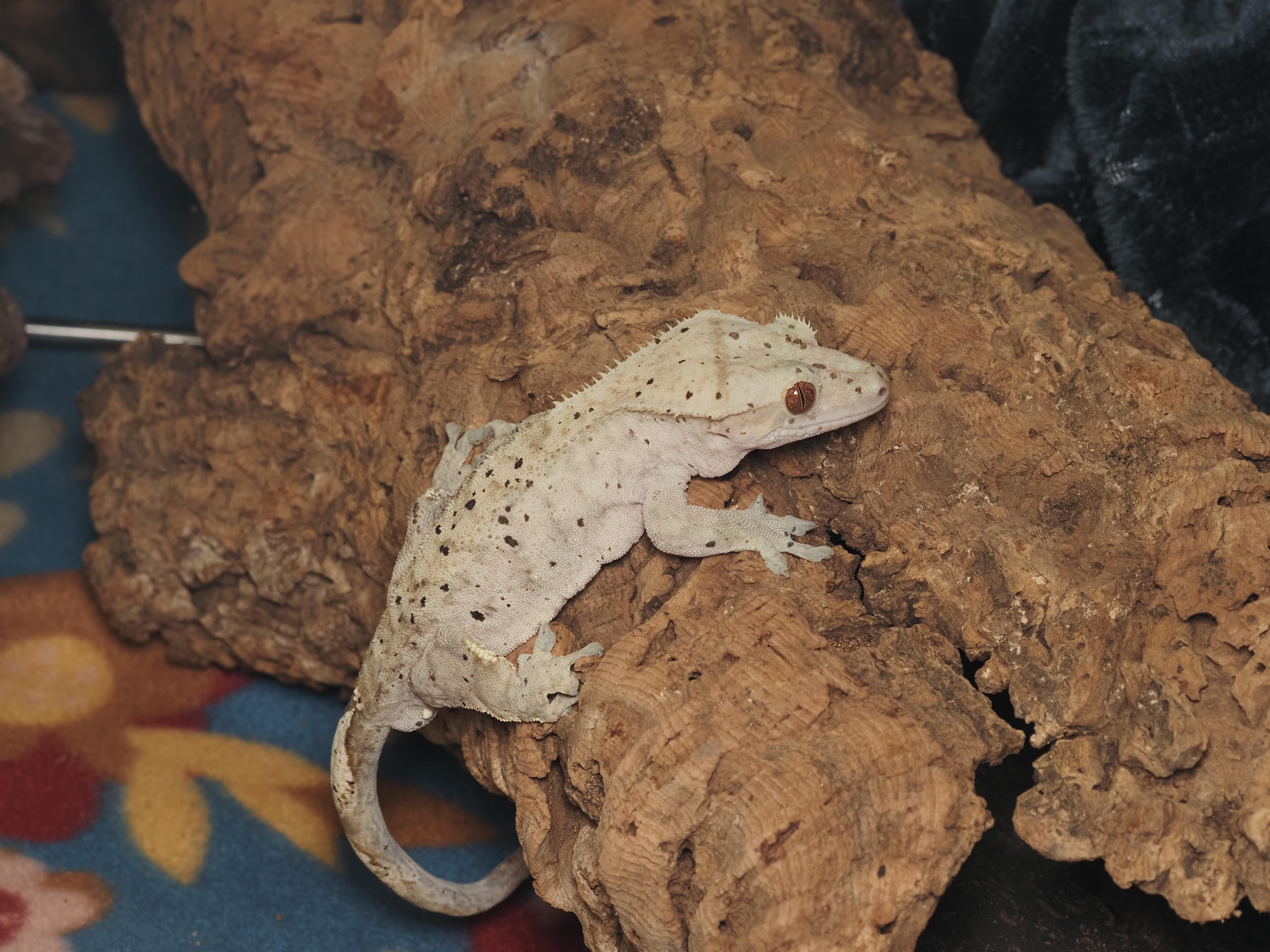 Cliff the Crested Gecko, an adopted Gecko in Tacoma, WA image 2/2