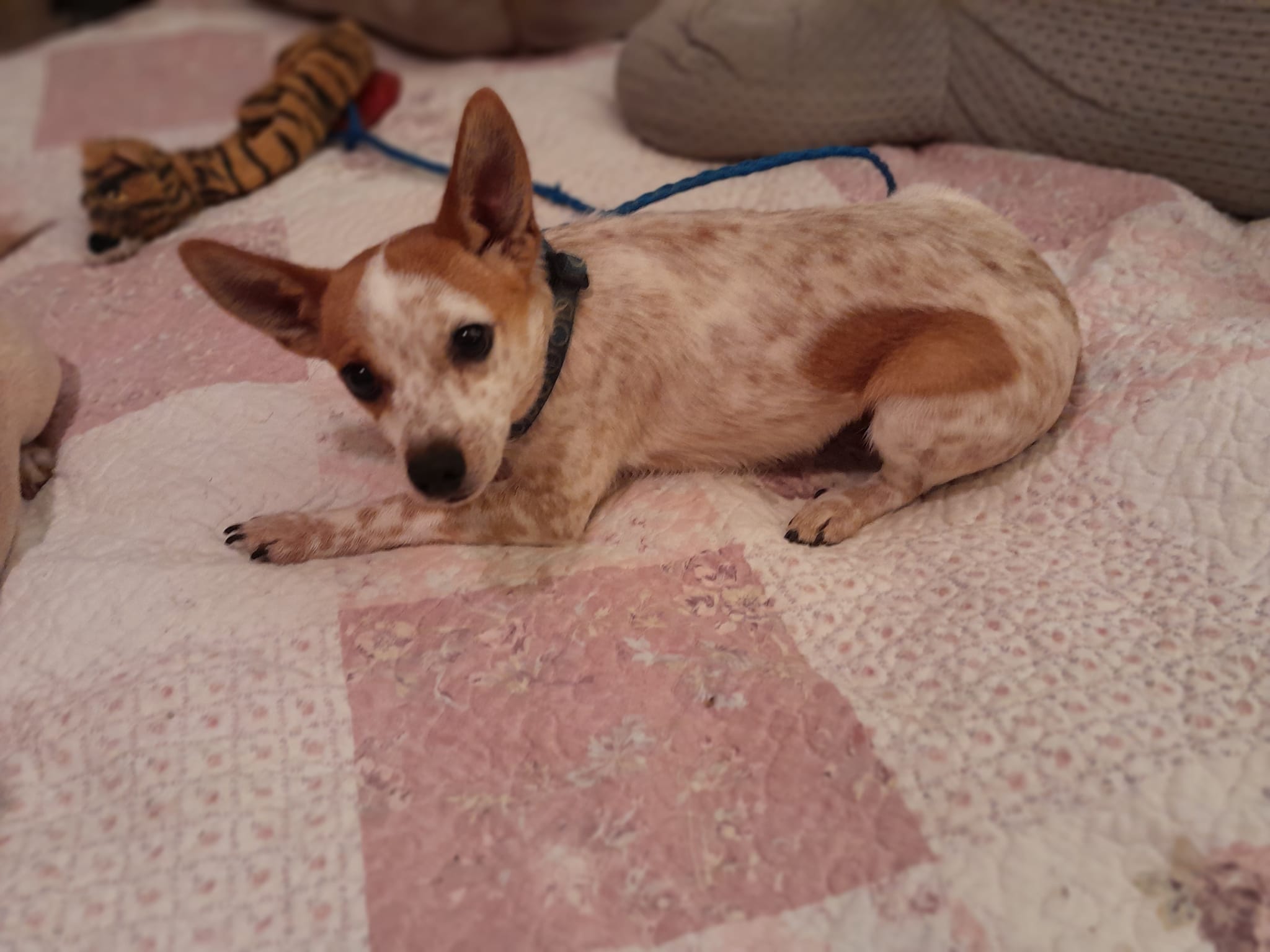 Nico, Adoptable, Young Male Rat Terrier & Cattle Dog.