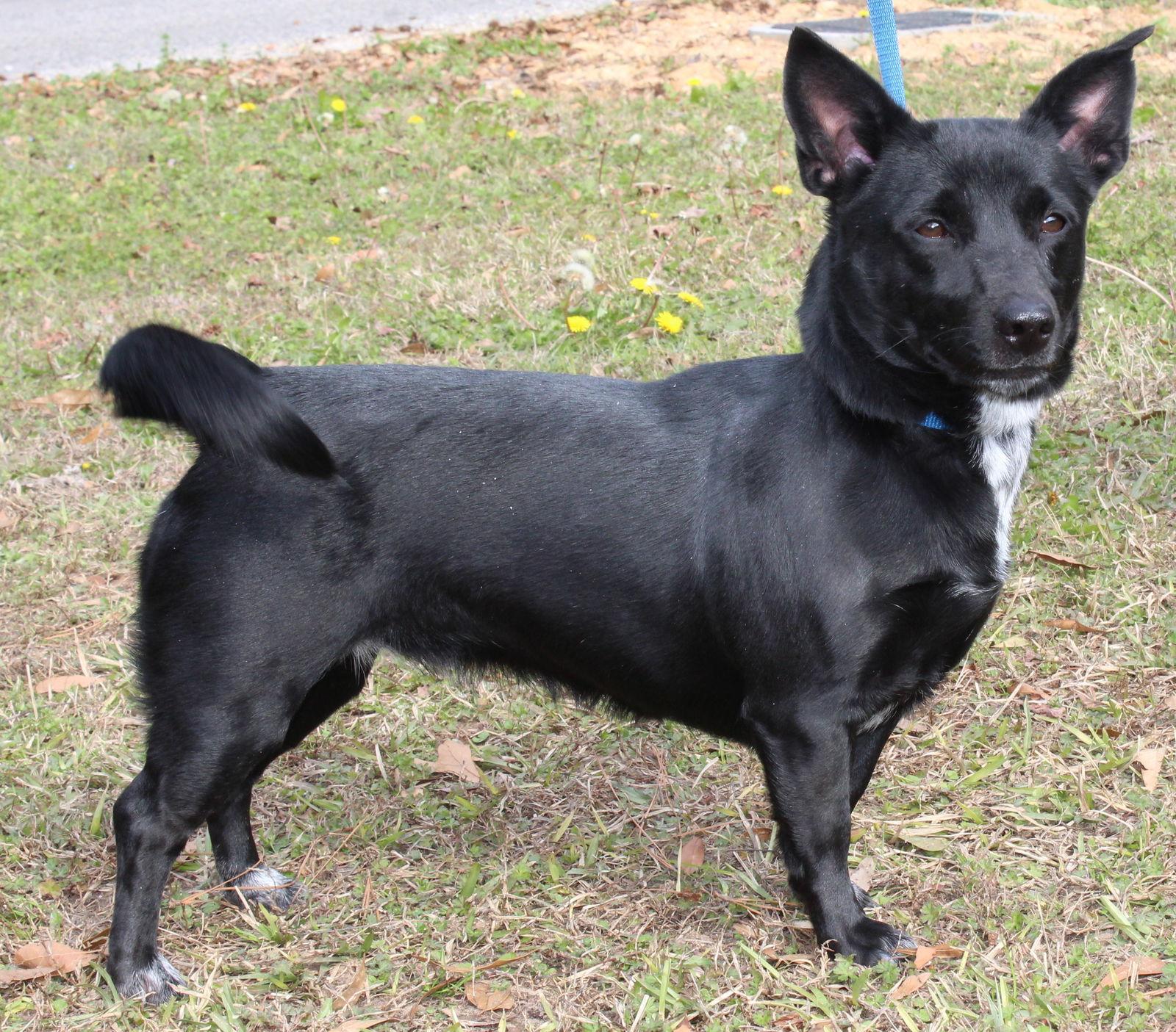 Enlarge Iris 42988, a Adopted Chihuahua in Prattville, AL image 1/3