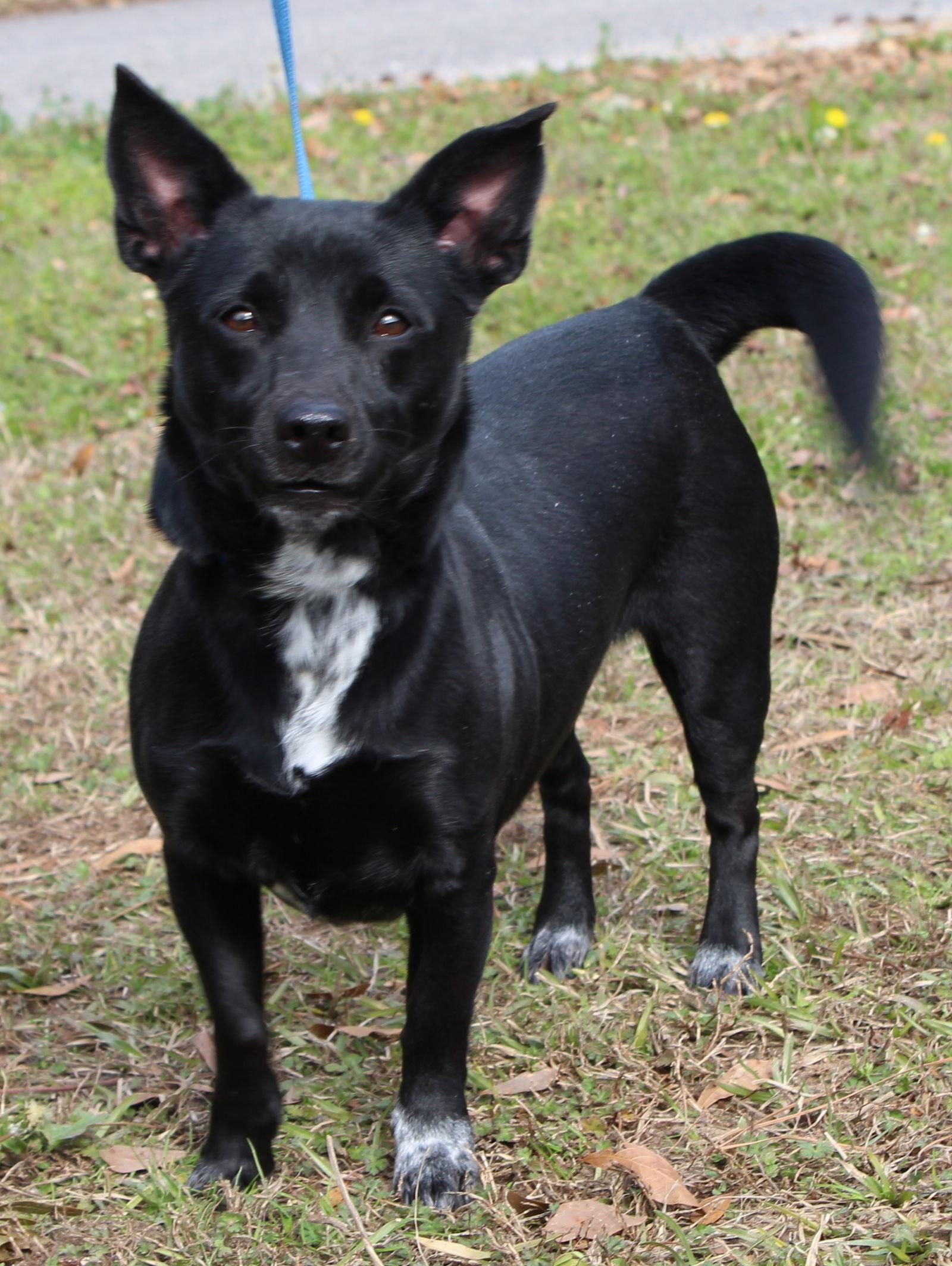 Enlarge Iris 42988, a Adopted Chihuahua in Prattville, AL image 2/3