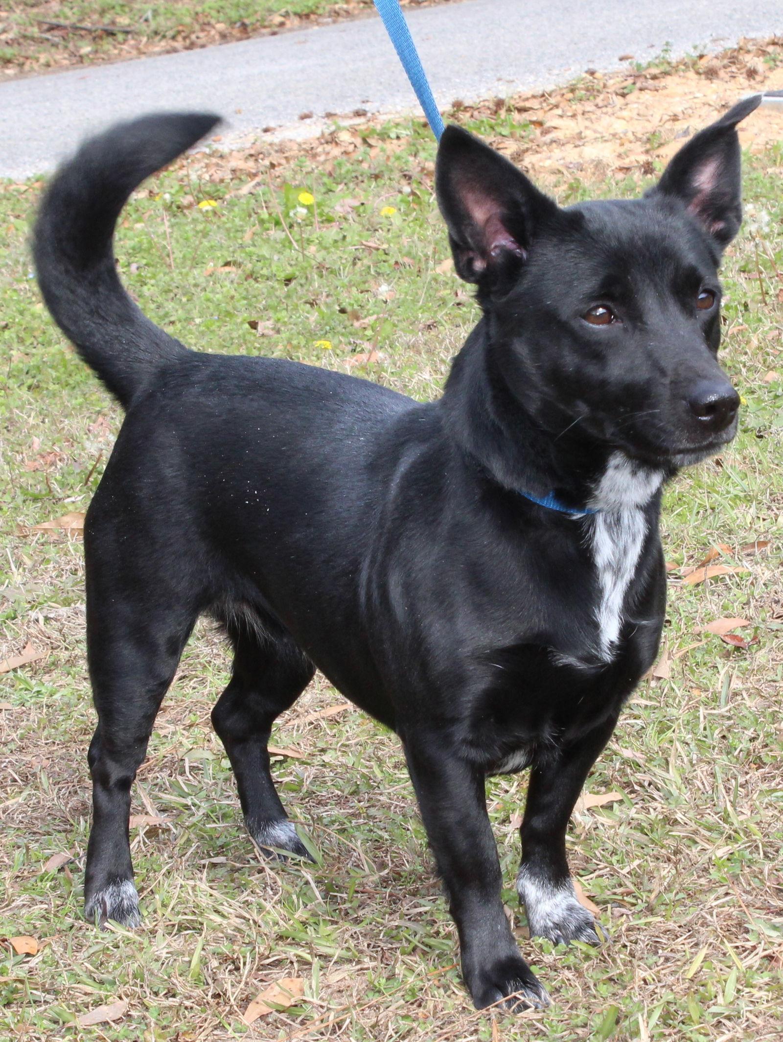 Enlarge Iris 42988, a Adopted Chihuahua in Prattville, AL image 3/3