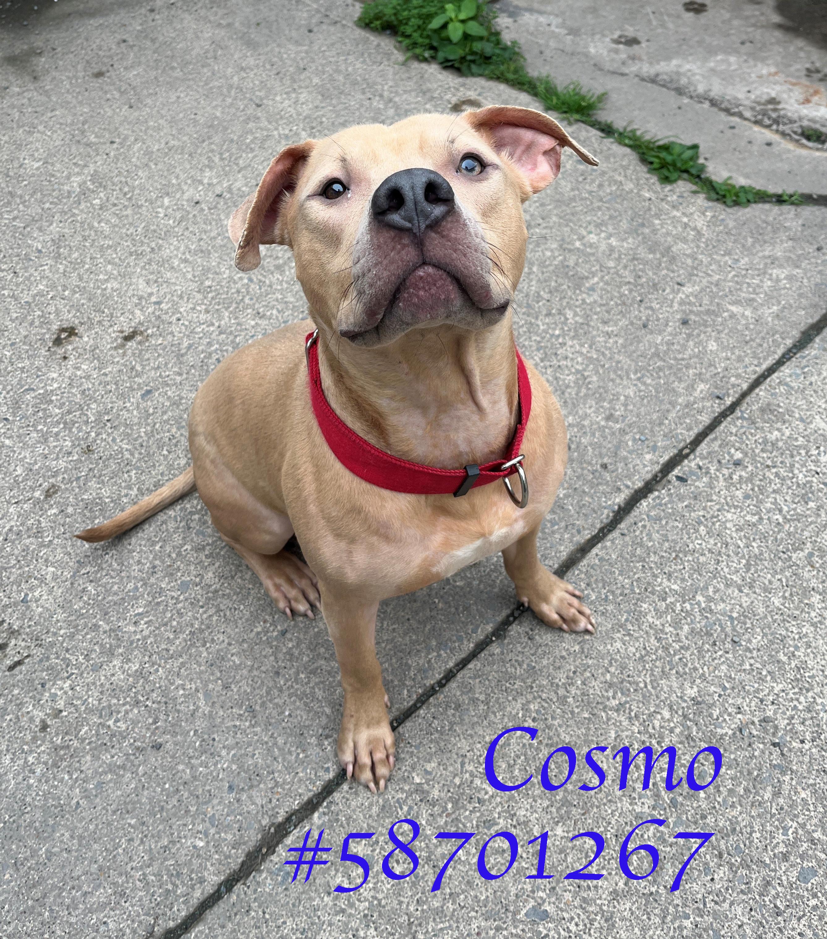 Cosmo, Adoptable, Adult Male Pit Bull Terrier.