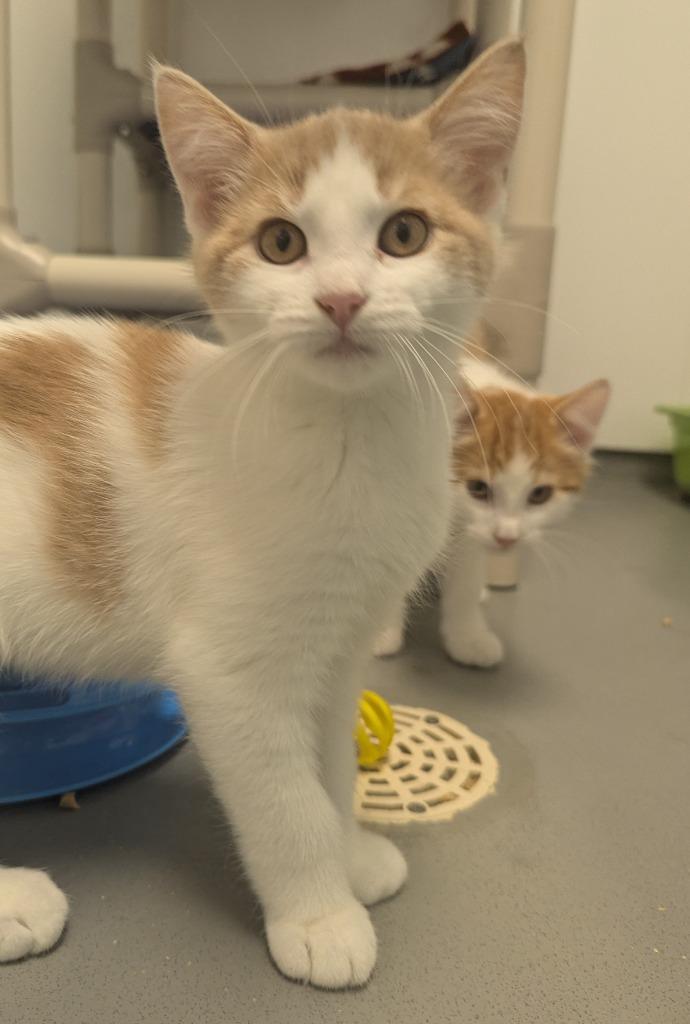 Angelica, Adoptable, Kitten Female Domestic Short Hair.