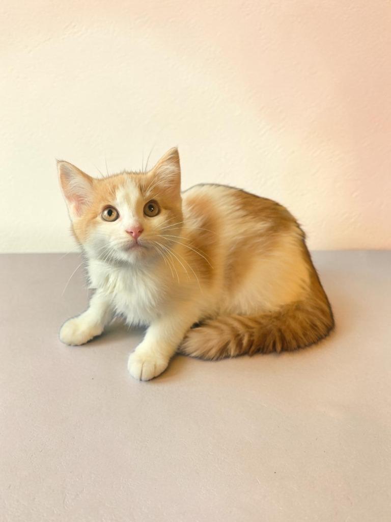 Enlarge Angelica, a Adoptable mixed breed in Barron, WI image 2/6