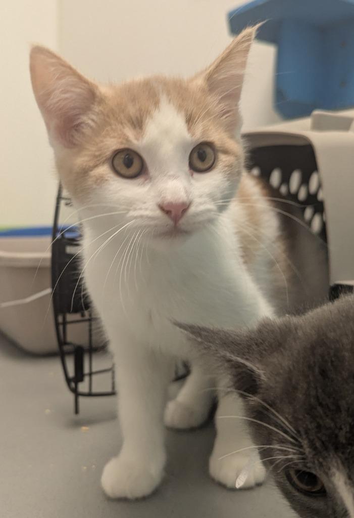 Enlarge Angelica, a Adoptable mixed breed in Barron, WI image 3/6