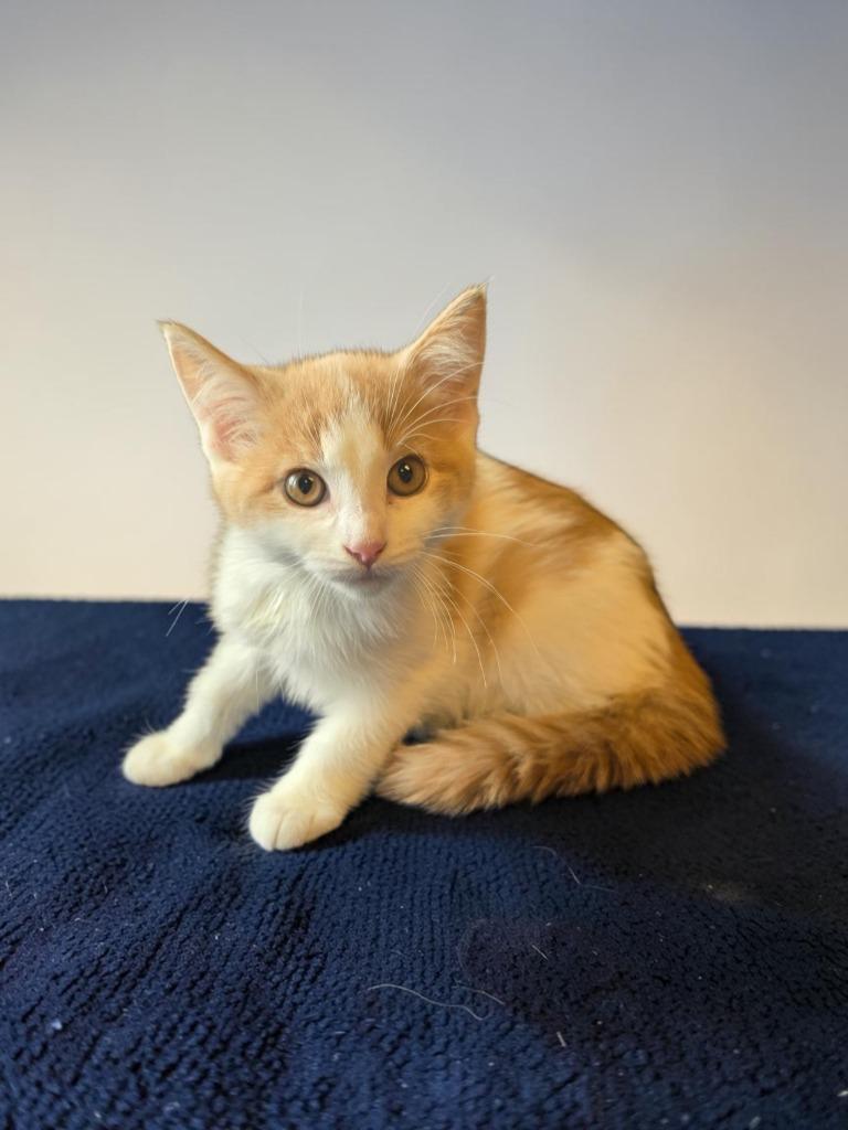 Enlarge Angelica, a Adoptable mixed breed in Barron, WI image 6/6