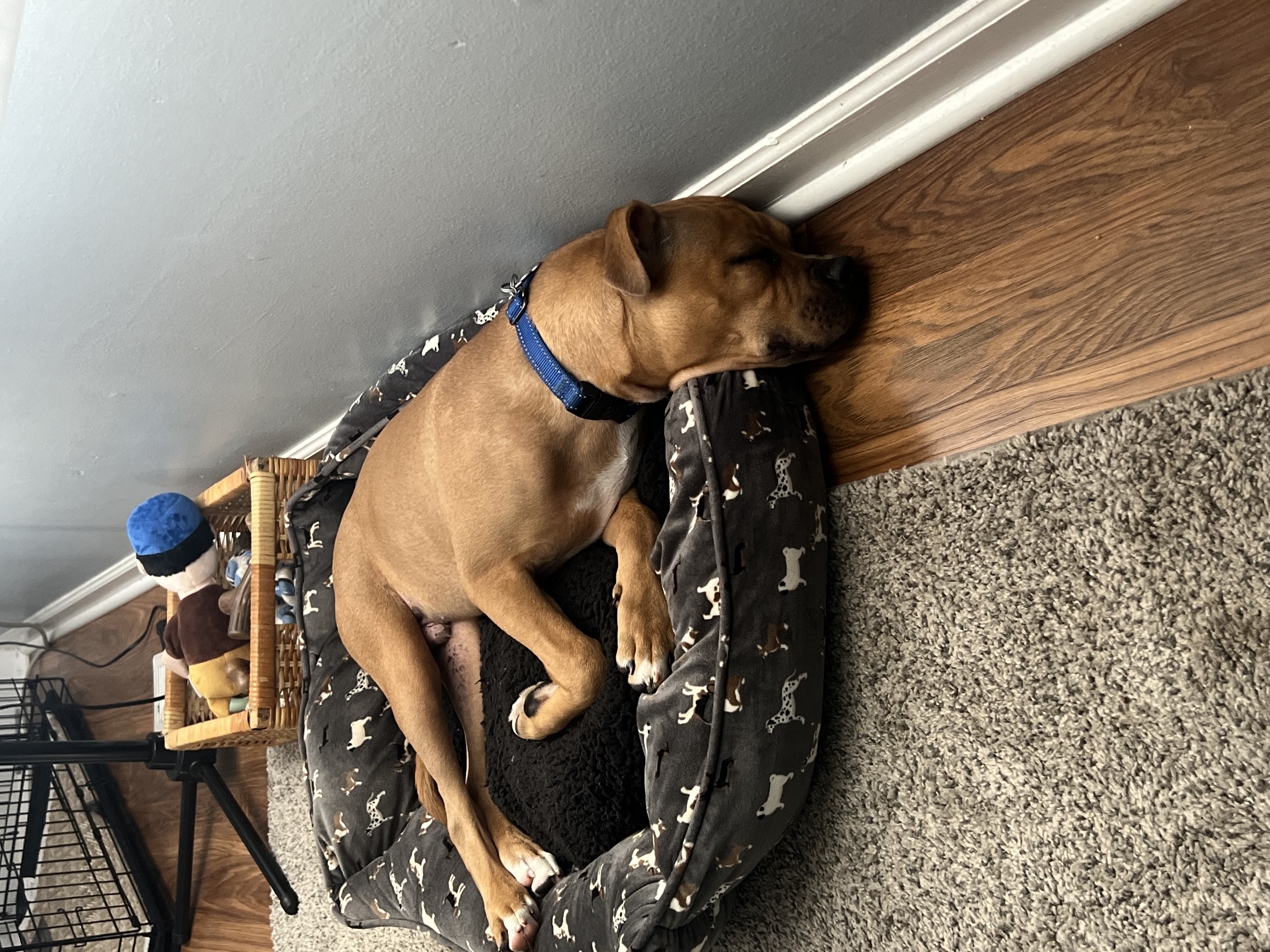 Enlarge Seth - Fee Waived!, a Adoptable mixed breed in Warrenville, IL image 6/6