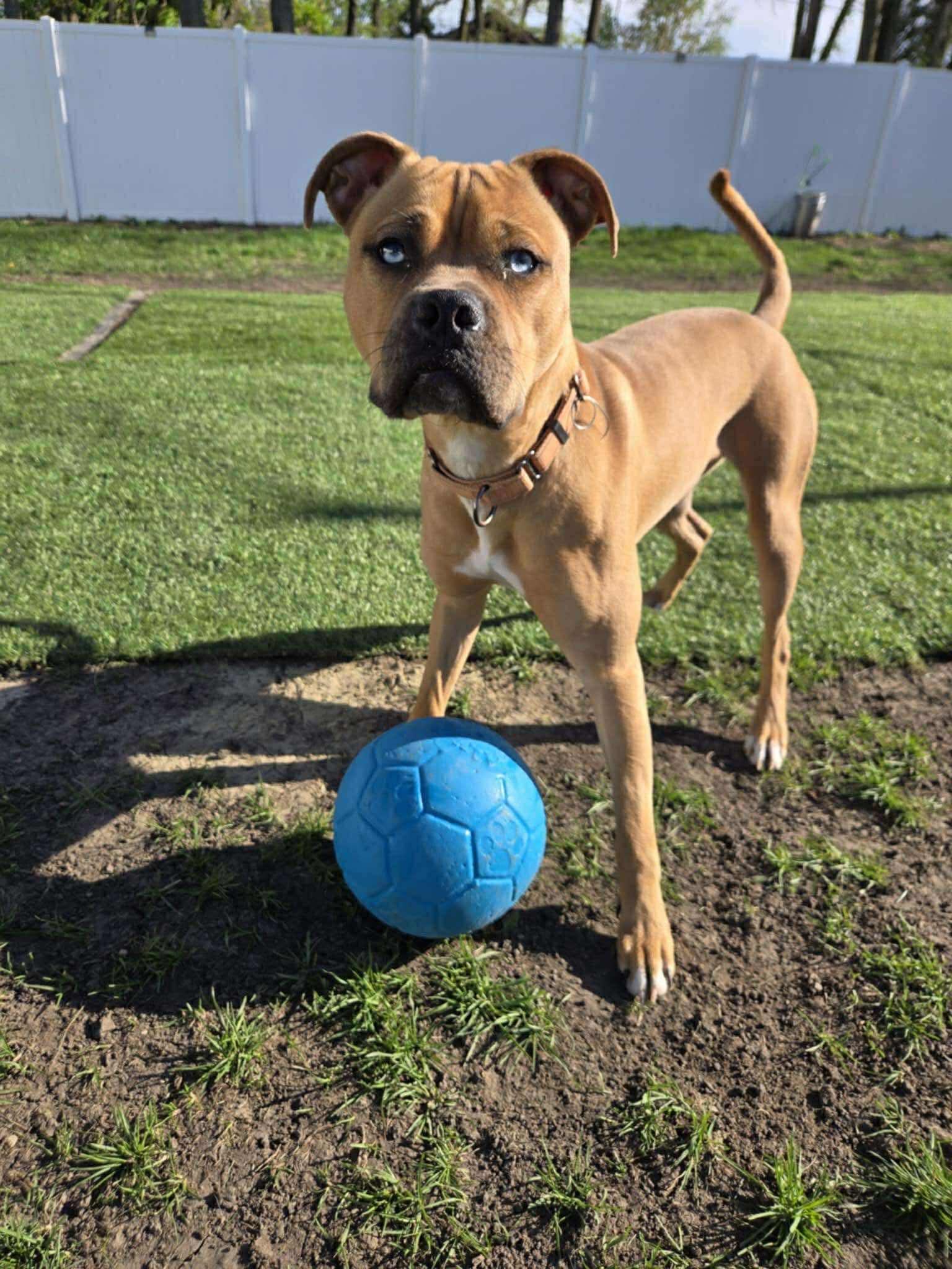 Seth - Fee Waived!, Adoptable, Young Male Boxer & Mixed Breed.