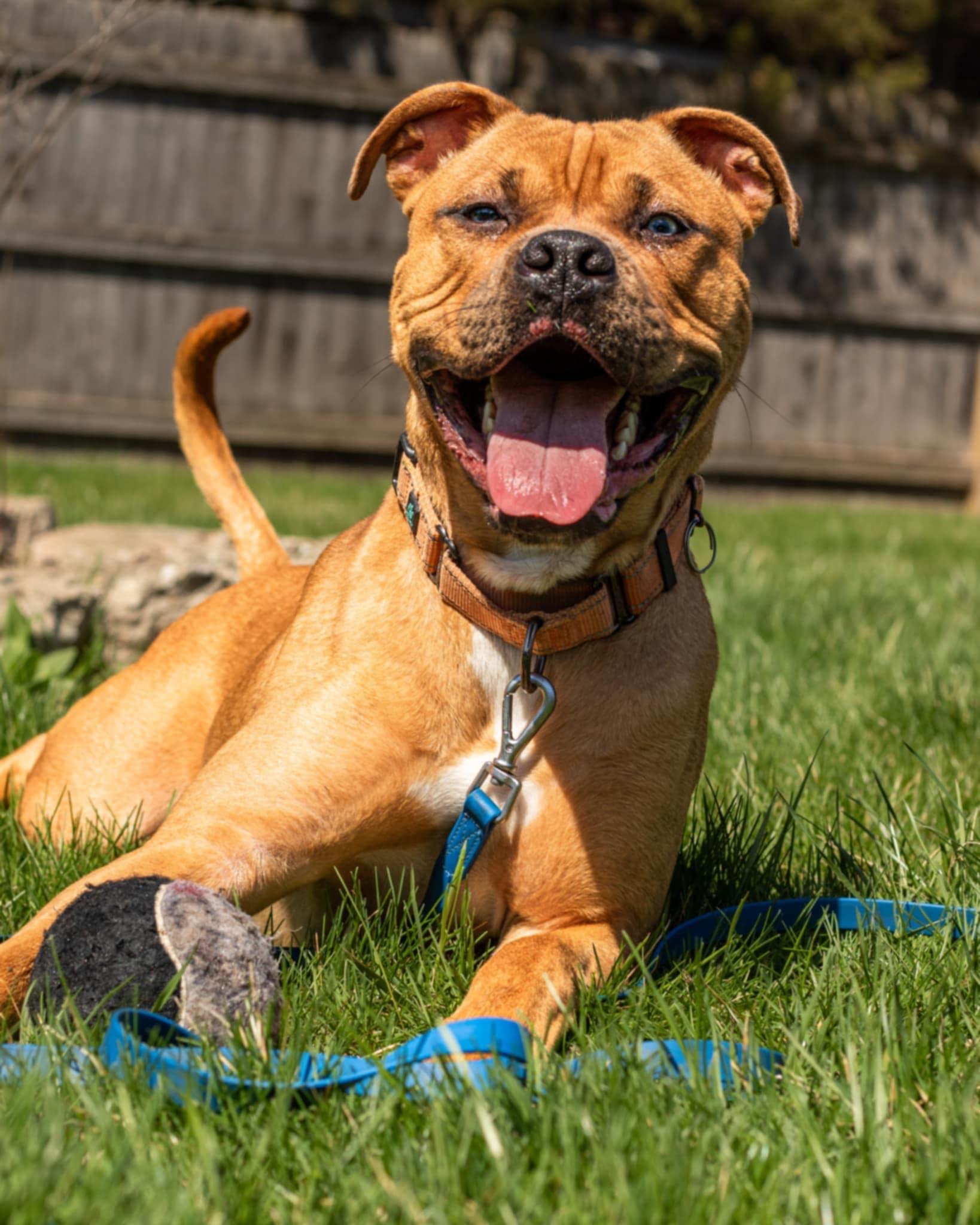 Enlarge Seth - Fee Waived!, a Adoptable mixed breed in Warrenville, IL image 2/6