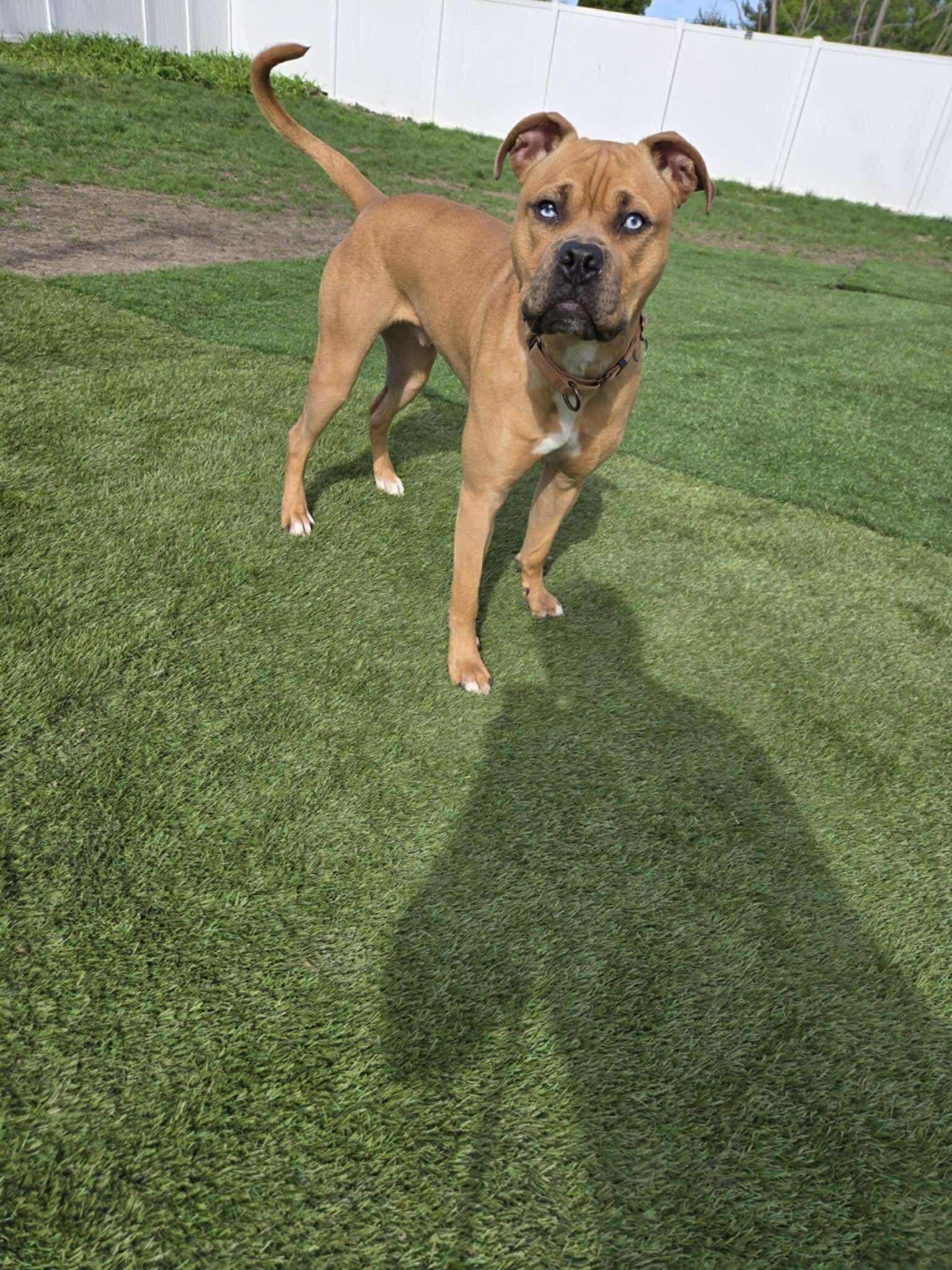 Enlarge Seth - Fee Waived!, a Adoptable mixed breed in Warrenville, IL image 3/6