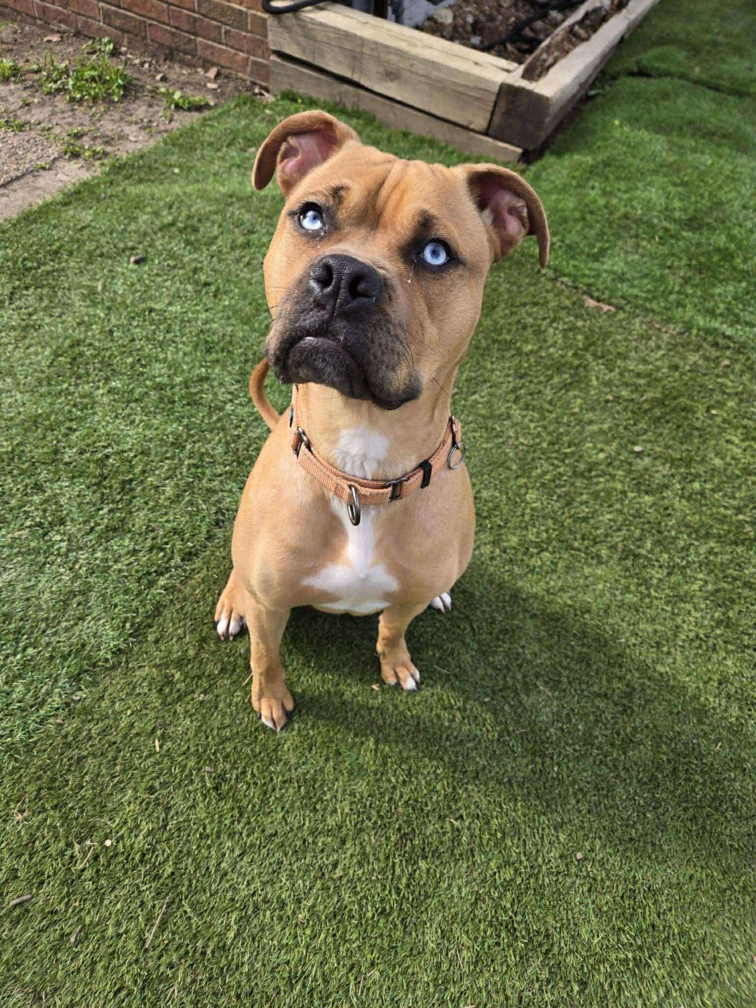 Enlarge Seth - Fee Waived!, a Adoptable mixed breed in Warrenville, IL image 4/6