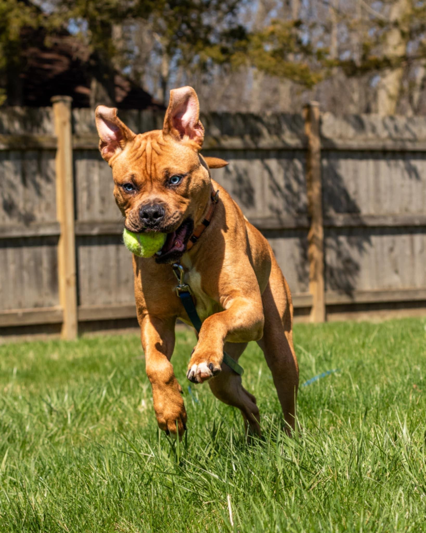 Enlarge Seth - Fee Waived!, a Adoptable mixed breed in Warrenville, IL image 5/6