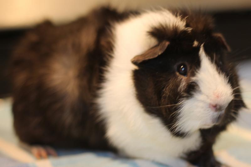 Enlarge Jeffrey and Ice, a Adoptable Guinea Pig in Budd Lake, NJ image 6/6