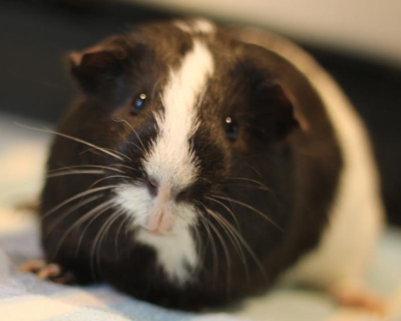 Enlarge Jeffrey and Ice, a Adoptable Guinea Pig in Budd Lake, NJ image 1/6