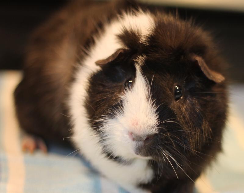 Enlarge Jeffrey and Ice, a Adoptable Guinea Pig in Budd Lake, NJ image 5/6
