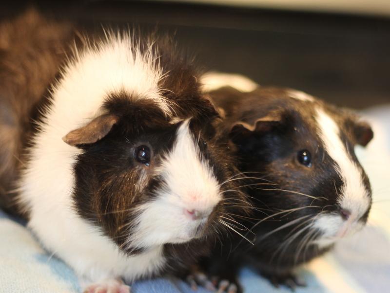 Enlarge Jeffrey and Ice, a Adoptable Guinea Pig in Budd Lake, NJ image 2/6