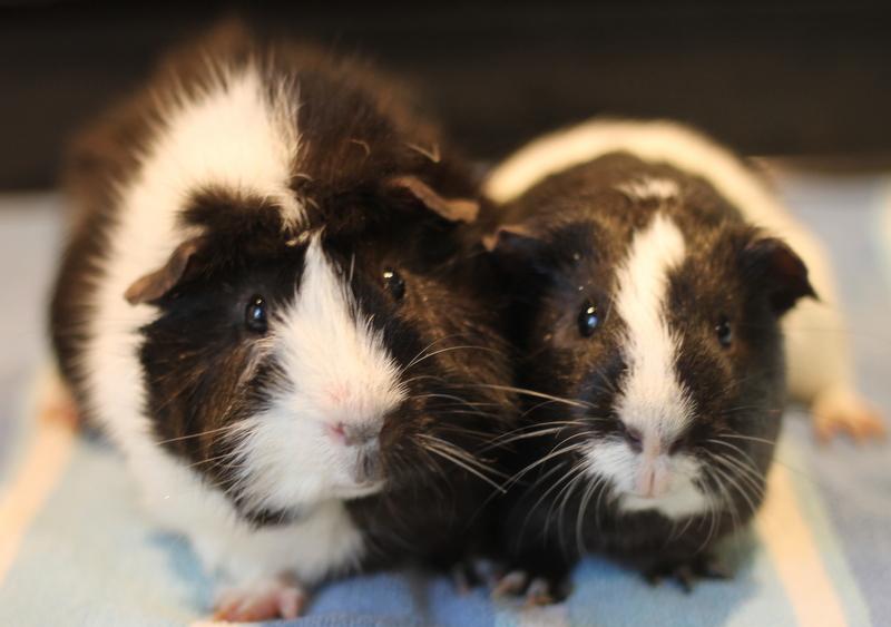 Enlarge Jeffrey and Ice, a Adoptable Guinea Pig in Budd Lake, NJ image 3/6