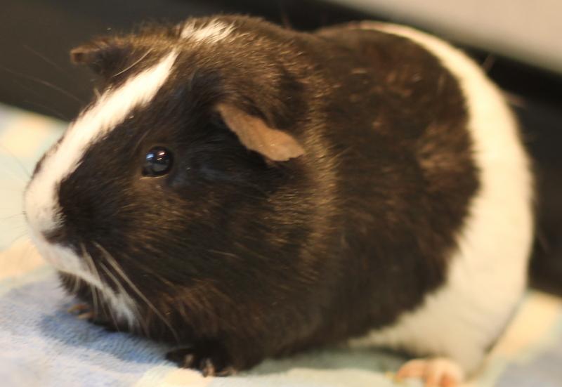 Enlarge Jeffrey and Ice, a Adoptable Guinea Pig in Budd Lake, NJ image 4/6