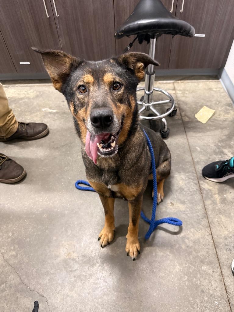 Liberty, Adopted, Adult Female Shepherd & Mixed Breed.