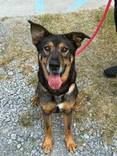 Liberty, a Adopted mixed breed in Denham Springs, LA image 2/2
