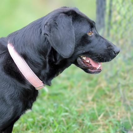 Enlarge Glenda, a ADOPTABLE mixed breed in Lebanon, TN image 4/4