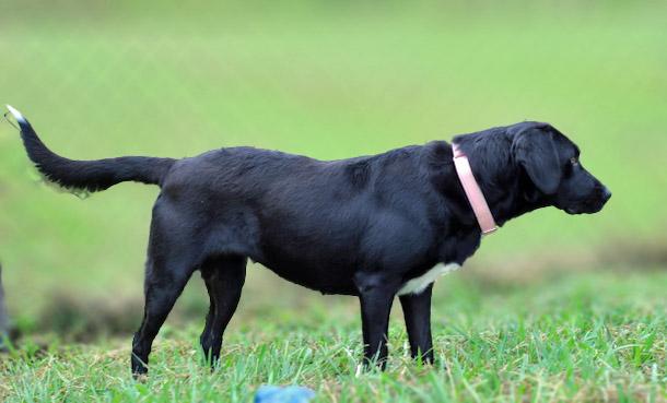 Enlarge Glenda, a ADOPTABLE mixed breed in Lebanon, TN image 3/4