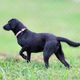 Enlarge Glenda, a ADOPTABLE mixed breed in Lebanon, TN image 2/4