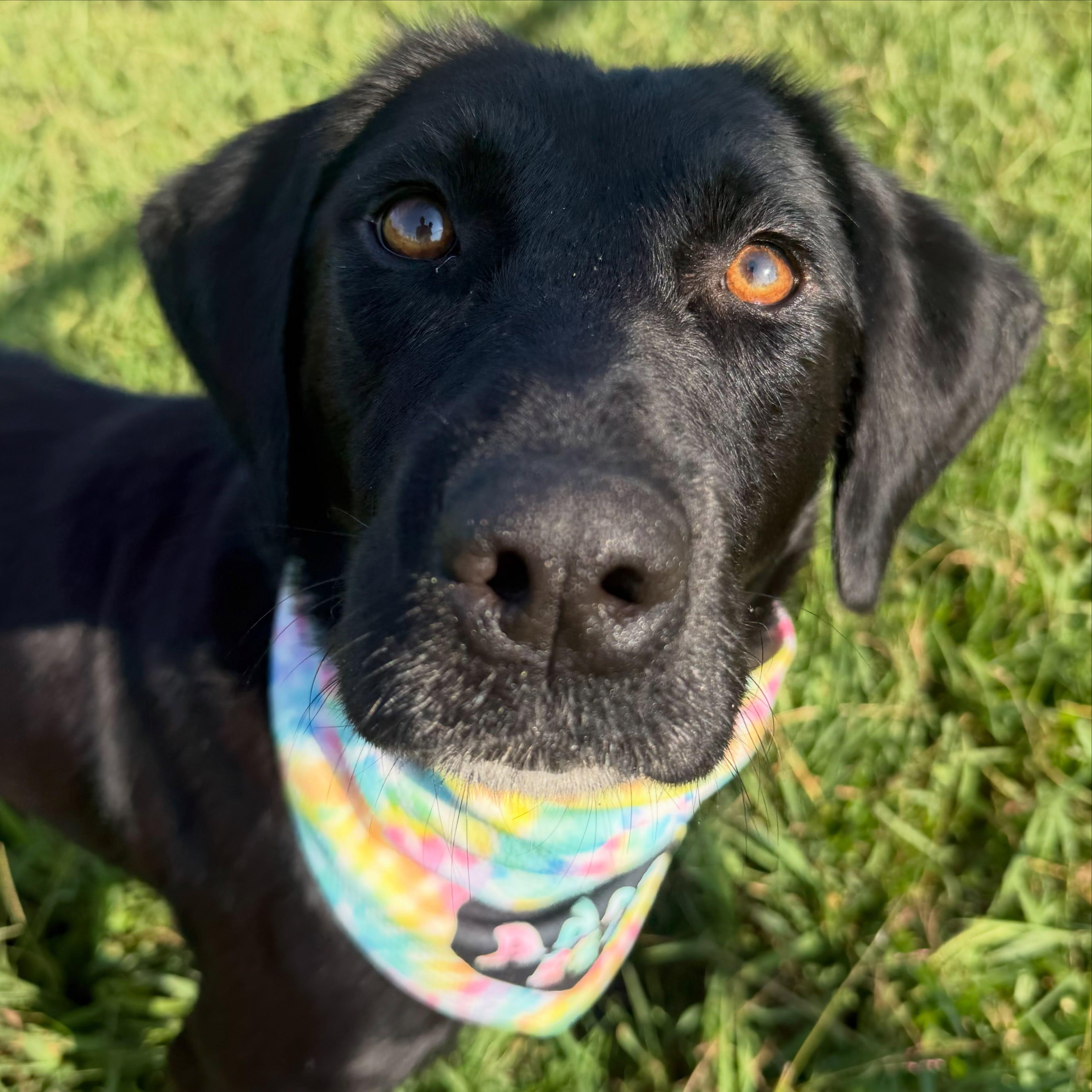 Glenda, Adoptable, Young Female Black Labrador Retriever.