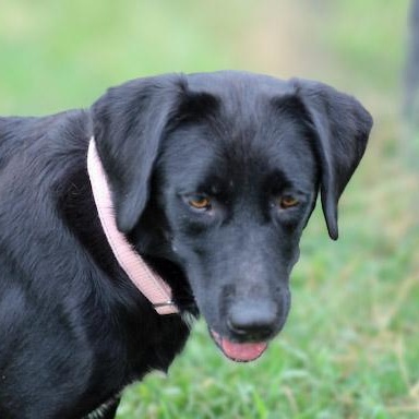Enlarge Glenda, a ADOPTABLE mixed breed in Lebanon, TN image 1/4