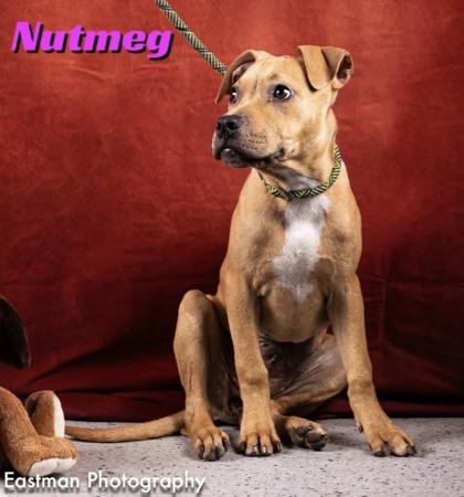 Enlarge Nutmeg, a Adoptable mixed breed in Sanford, FL image 1/2