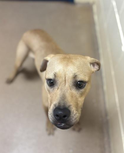 Enlarge Nutmeg, a Adoptable mixed breed in Sanford, FL image 2/2