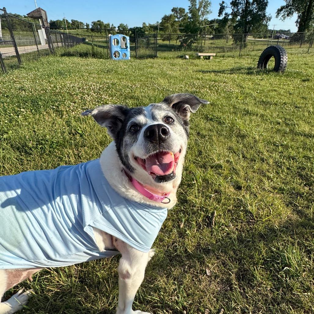 Bandit, ADOPTABLE, Senior Female Australian Cattle Dog / Blue Heeler.