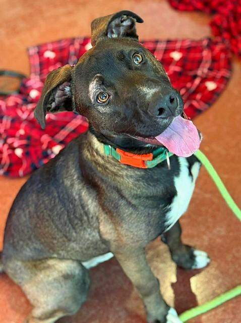 LESTER, Adoptable, Young Male Pit Bull Terrier & Labrador Retriever.