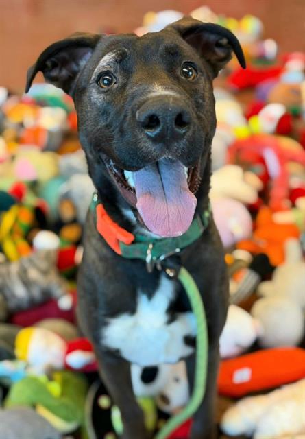 LESTER, Adoptable, Young Male Pit Bull Terrier & Mixed Breed.