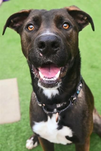 LESTER, Adoptable, Young Male Pit Bull Terrier & Labrador Retriever.