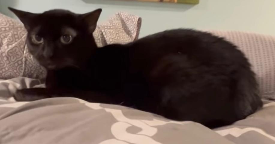 Enlarge Sissy, a Adoptable mixed breed in New Cumberland, WV image 1/4