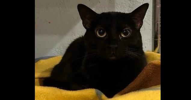 Enlarge Sissy, a Adoptable mixed breed in New Cumberland, WV image 2/4