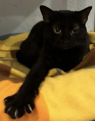 Sissy, Adoptable, Adult Female Domestic Short Hair.