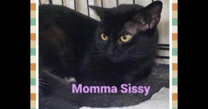 Enlarge Sissy, a Adoptable mixed breed in New Cumberland, WV image 4/4