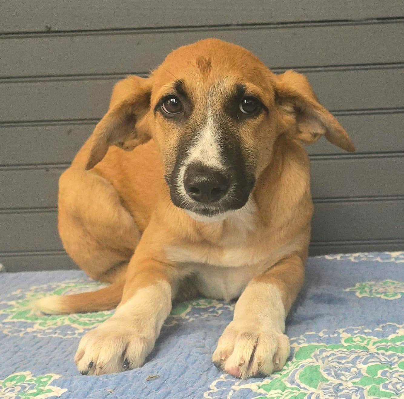 Enlarge Abigail, a Adoptable mixed breed in New York, NY image 1/2
