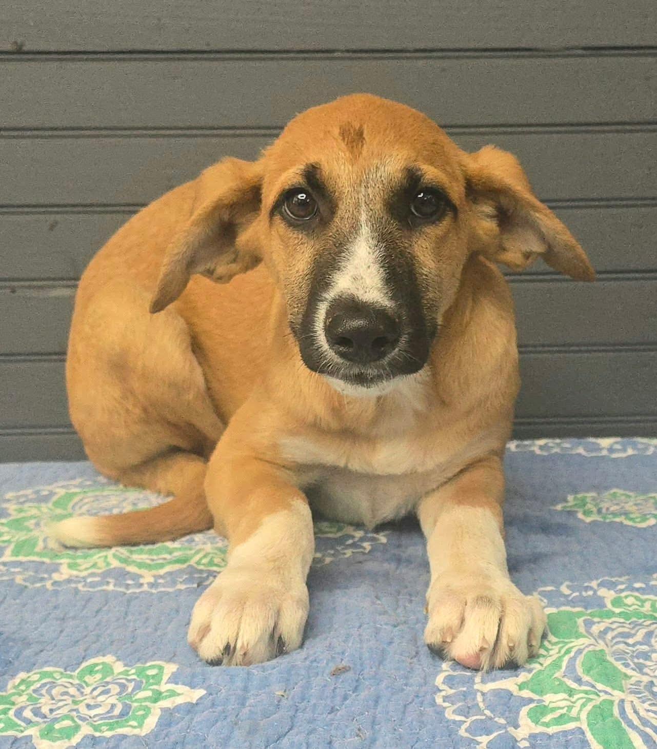Enlarge Abigail, a Adoptable mixed breed in New York, NY image 2/2