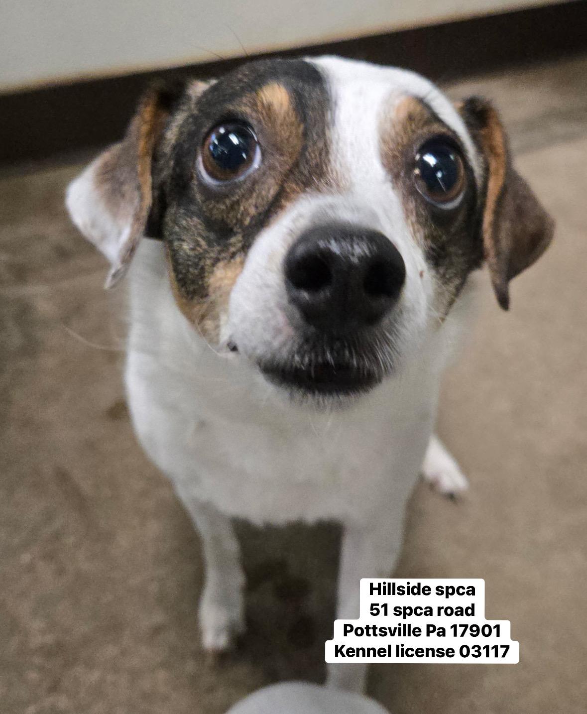 Owen, an adopted Rat Terrier in Pottsville, PA image 2/2