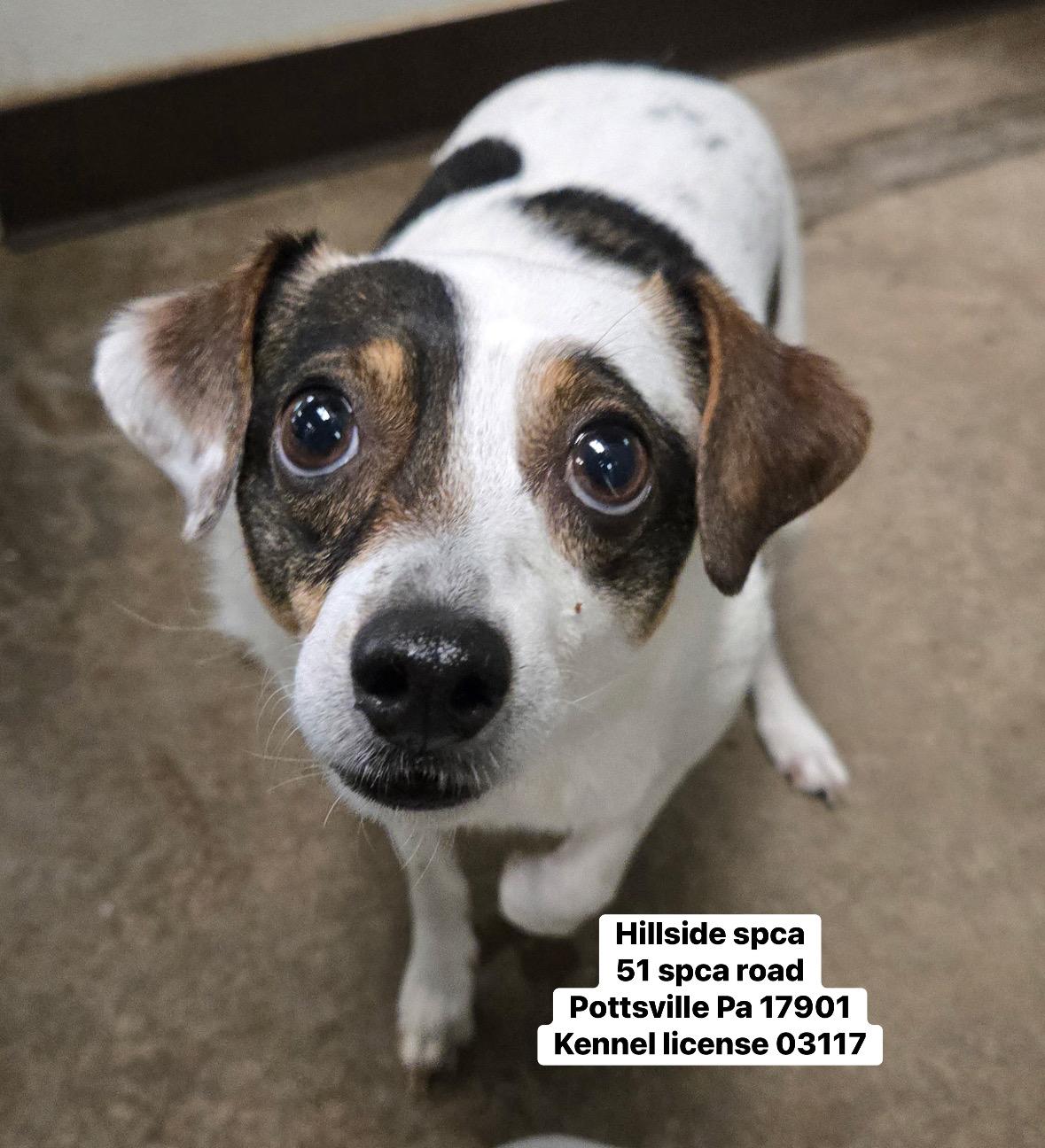 Owen, adopted, Adult Male Rat Terrier.